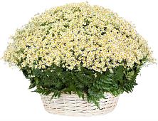 Цветочная композиция из Ромашки в корзине #REPLACE_PRED# Куженере